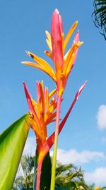 Low angle view of flowers against blue sky