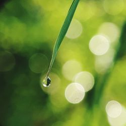 Close-up of water drops on plant