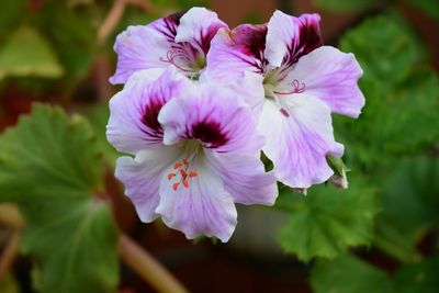 Close-up of pink flowering plant