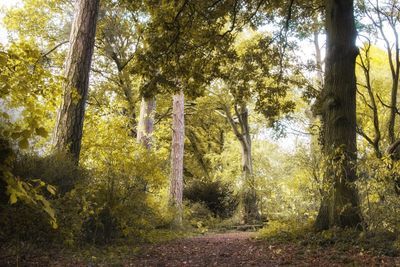 Trees in forest during autumn