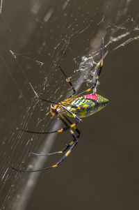 Close-up of spider on web