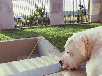 Close-up of dog relaxing on grass