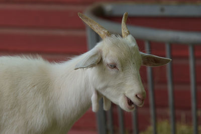 animal