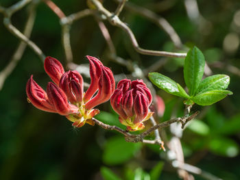 Close-up of red flowering plant