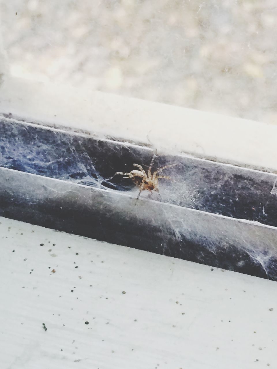 animal themes, animals in the wild, one animal, insect, wildlife, spider, close-up, nature, selective focus, day, wall - building feature, zoology, outdoors, focus on foreground, high angle view, no people, spider web, full length, window