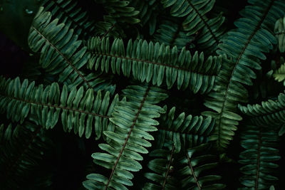 Close-up of fern leaves