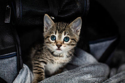 Portrait of kitten relaxing on sofa