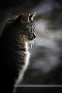 Close-up of a cat looking away