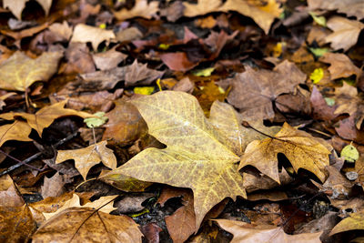 Yellow leaves in the fall in collserola park in barcelona spain