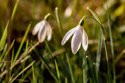 Close-up of white flowering plant