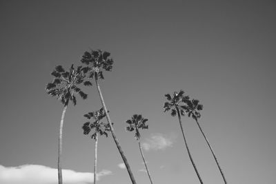 Low angle view of coconut palm tree against sky