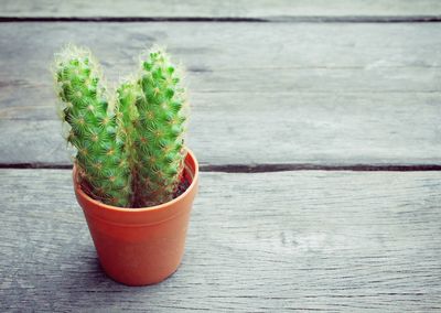 Close-up of potted plant on table