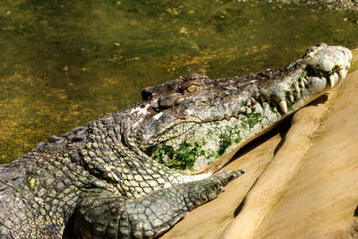 Close-up of crocodile