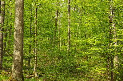 View of bamboo trees in forest