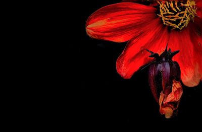 Close-up of red rose against black background