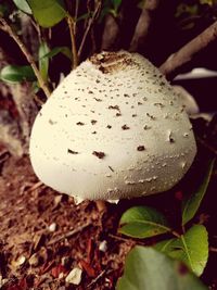 Close-up of mushroom growing on plant