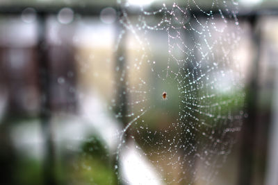 Close-up of spider on web