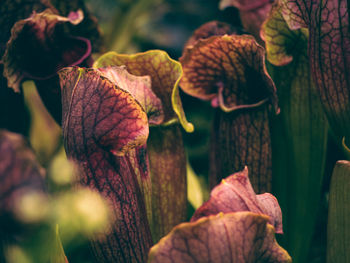 Close-up of plant