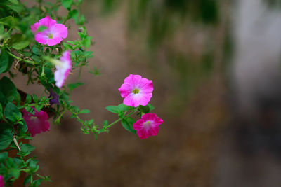 Close-up of pink flowering plant