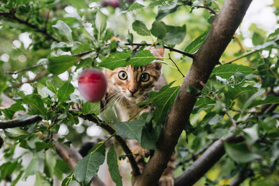 Low angle view of cat on tree