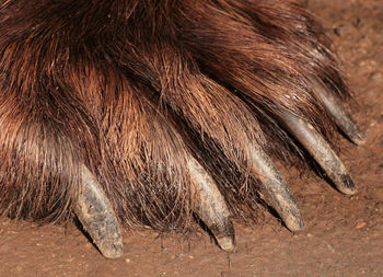 Close-up of dog