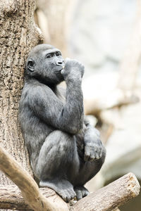 Elephant sitting on tree at zoo