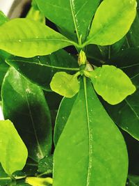 Close-up of wet plant leaves