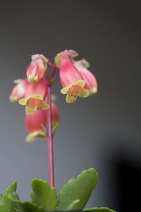 Close-up of flowers blooming outdoors