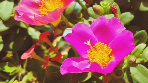 Close-up of pink flower