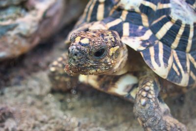 Close-up of a turtle