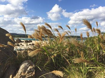 Close-up of plants against sky