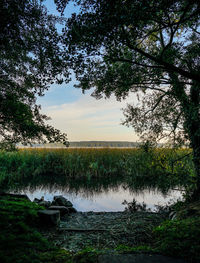 Scenic view of lake in forest against sky