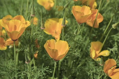 Close-up of yellow flowers blooming in field