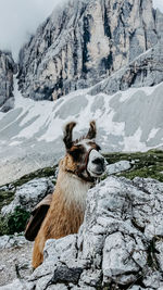 View of horse on snow covered rock