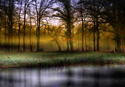 Scenic view of lake in forest