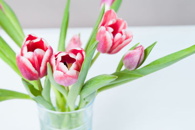 Close-up of pink tulips in vase on table