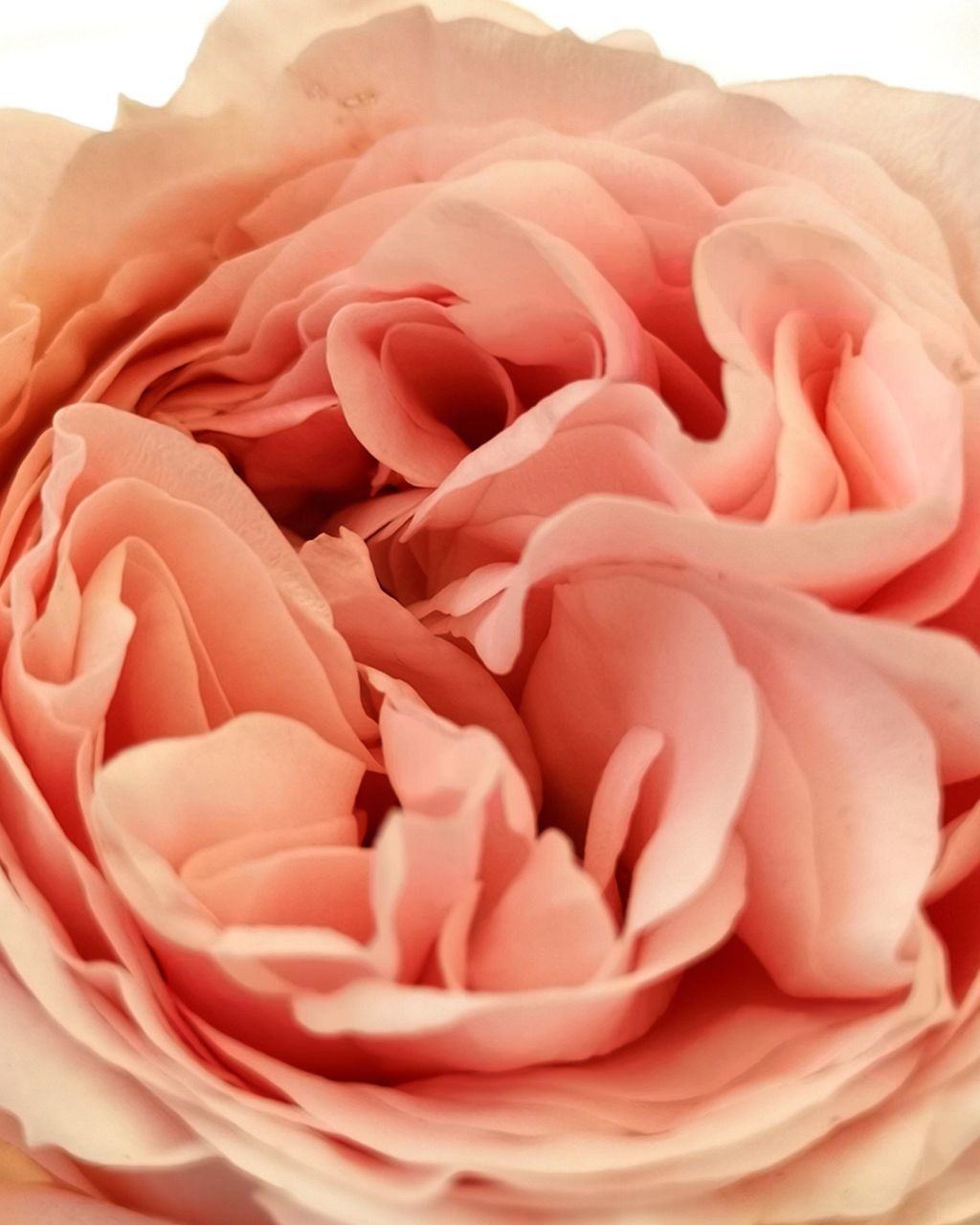 CLOSE UP OF ROSE BOUQUET