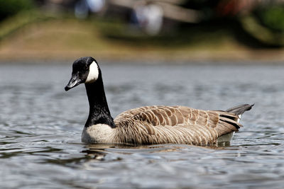 Duck swimming in lake