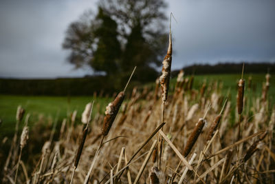 Close-up of stalks in field against sky