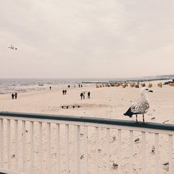 Silhouette of birds on beach