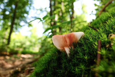 Close-up of mushroom growing amidst grass at forest