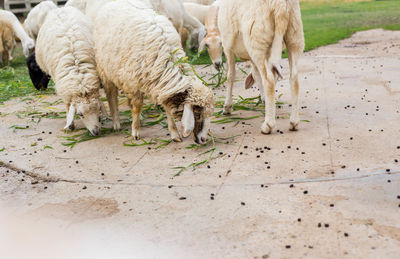 Sheep standing in a farm