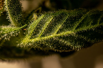 Close-up of fern leaves