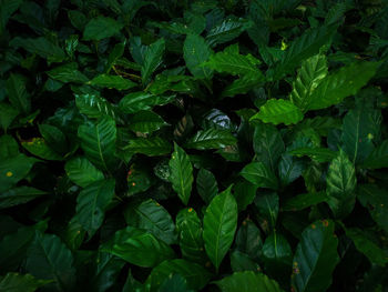 Close-up of green leaves