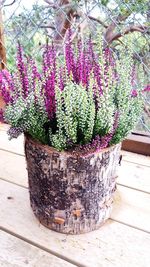 Close-up of purple flowers on wood