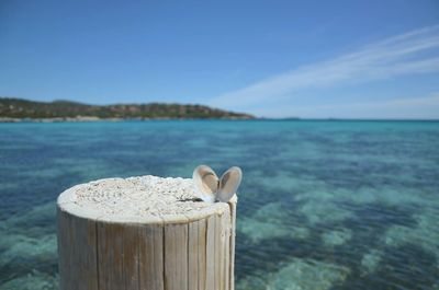 Close-up of seashell on wooden post by sea against blue sky