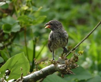 Close-up of bird perching on tree