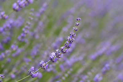 Close-up of purple flowers