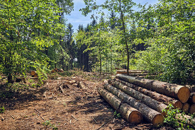 Stack of logs on field in forest