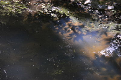High angle view of reflection of trees in lake